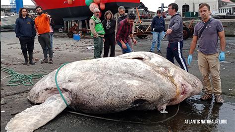 largest bony fish